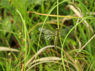 ハラビロトンボ