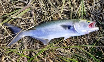A bluefish on the ground caught from the bay