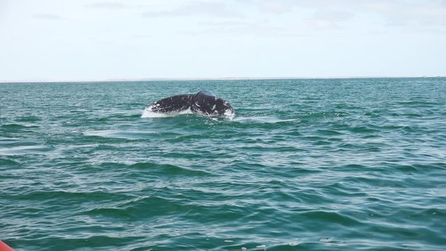 Grey Whale Diving Showing Fluke in Slow Motion in Magdalena Bay, Baja California, Mexico