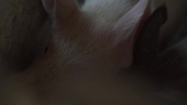 White pig in the pen looks at the camera