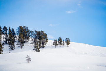 Pine trees hug the ridge in Hadyen hill in Yellowstone