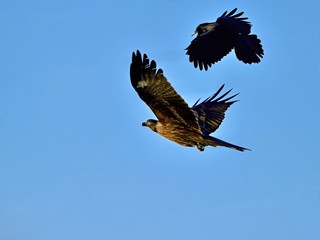 鳶とカラスのバトルシーン