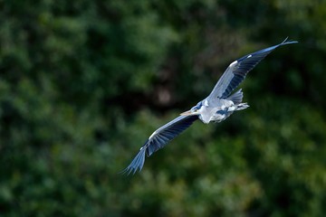 グリーンバックに悠然と飛ぶアオサギ