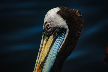 
pelican