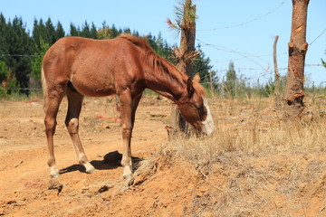 Fototapeta premium horses in the field