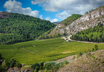 Fototapeta na wymiar Scenic vistas of Sicilian vineyards near Segesta.