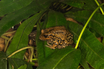 The Andean marsupial tree frog, Riobamba marsupial frog, Riobamba pouched frog (Gastrotheca riobambae).