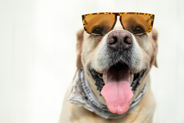 Happy labrador retriver and sunglasses