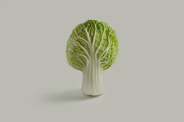 Chinese cabbage in the shape of a tree. Minimal Vegetable Concept