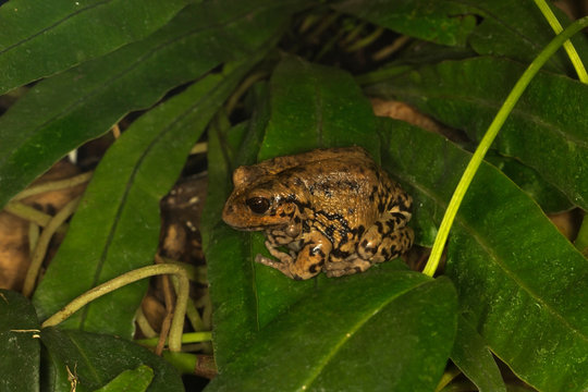 The Andean marsupial tree frog, Riobamba marsupial frog, Riobamba pouched frog (Gastrotheca riobambae).