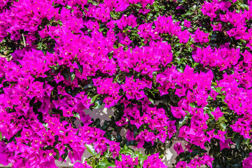 Bougainvillea is a genus of thorny ornamental vines, bushes, or trees.