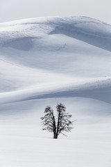 Small pine tree dwarfed by deep snows in Yellowstone