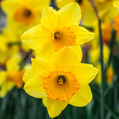 Close up of two yellow dafodils (genus Narcissus), plants of the amaryllis family.