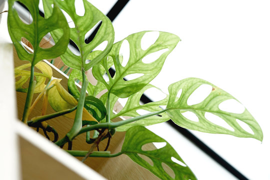 Monstera obliqua decoration home plant