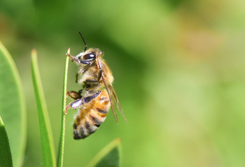 abeja sobre hoja verde