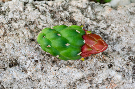 Prickly Pear Flower Bud