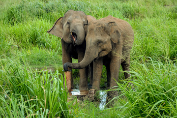 baby elephants playing on the grass.