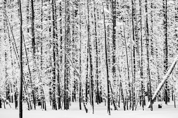 Verticle pine trees covered in snow