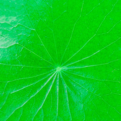 Fototapeta na wymiar Texture of Gotu kola or Centella asiatica leaves with isolated on white background, green Asiatic pennywort, or Indian pennywort anti-aging and herbal concept. 