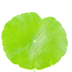 Texture of Gotu kola or Centella asiatica leaves with isolated on white background, green Asiatic pennywort, or Indian pennywort anti-aging and herbal concept.
