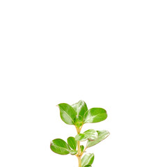 Closeup of Fresh green leaves branch isolated on white background, The treetops with clipping path, over light
