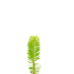 Closeup Fresh Green fern leaves branch isolated on white background, The treetops with clipping path, over light