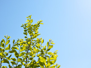 緑　葉っぱ　グリーン