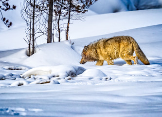 Wild wolf of Yellowstone leaves a kill sight after eating.