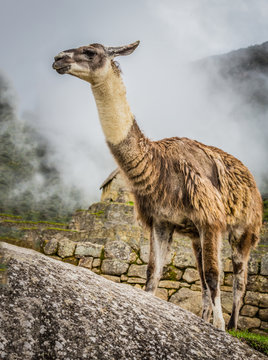 Wild alpacka strolls the grouds of Macu Picchu