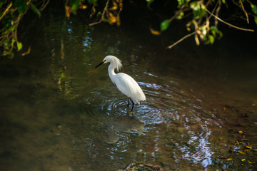 Garça branca  na beira do rio no  Município de Penedo - Rio de Janeiro - Brasil.