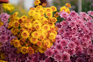 colorful chrysanthemums blooming in garden