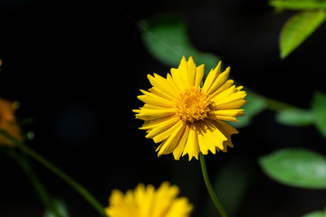 Bright yellow Field Marigold flower