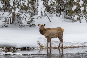 Young baby elk walks by river's edge in Yellowstone