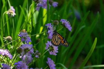 Monarch butterfly on purple flower