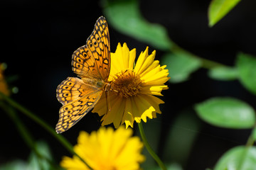 Zerene Fritillary butterfly feeding on Marigold
