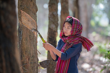 Asian women with traditional dress tapping rubber tree in the garden
