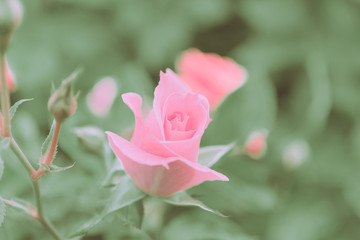 Closed Up Rose Flower on Japanese vintage style