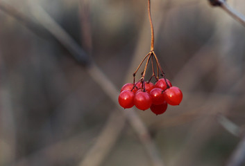 Viburnum on the background of branches © Олеся Рудык