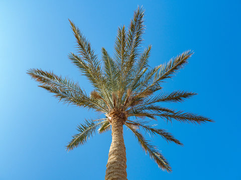 Green thatch palm on background of clear blue sky, medium view. Single palm, bottom up view. Egypt in february. Selective soft focus. Blurred background