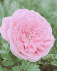 Closed Up Rose Flower on Japanese vintage style