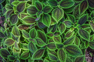 Close up of Pilea involucrata, commonly called the Friendship Plant or Moon Valley.  It is native to Central and South America.