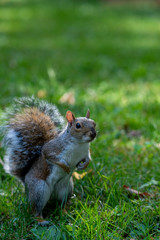 squirrel on the grass