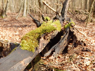 fallen leaves on the ground