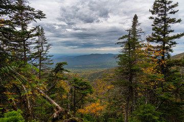 forest in the mountains
