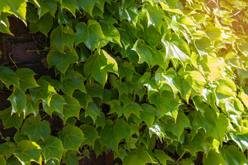 Fototapeta na wymiar Fresh green ivy leaf on red brick with warm sunlight