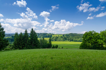 Fields of green grass with alpine forest trees and hills in the background on a beautiful sunny day in Switzerland.