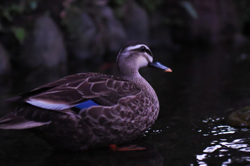 小川を泳ぐ鴨