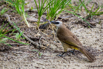Yellow-vented bulbul eating butterfly