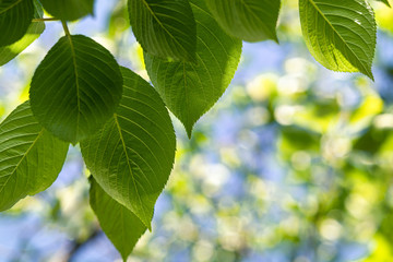 Fototapeta premium the fresh and cool green leaf of spring and summer shining in the sun