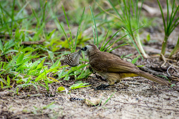 Lovely Yellow-vented bulbul eating butterfly